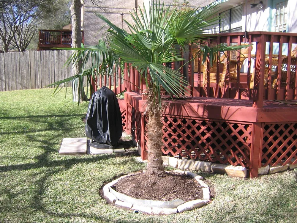 Affordable residential landscaping in Austin, TX - Trees and Palms