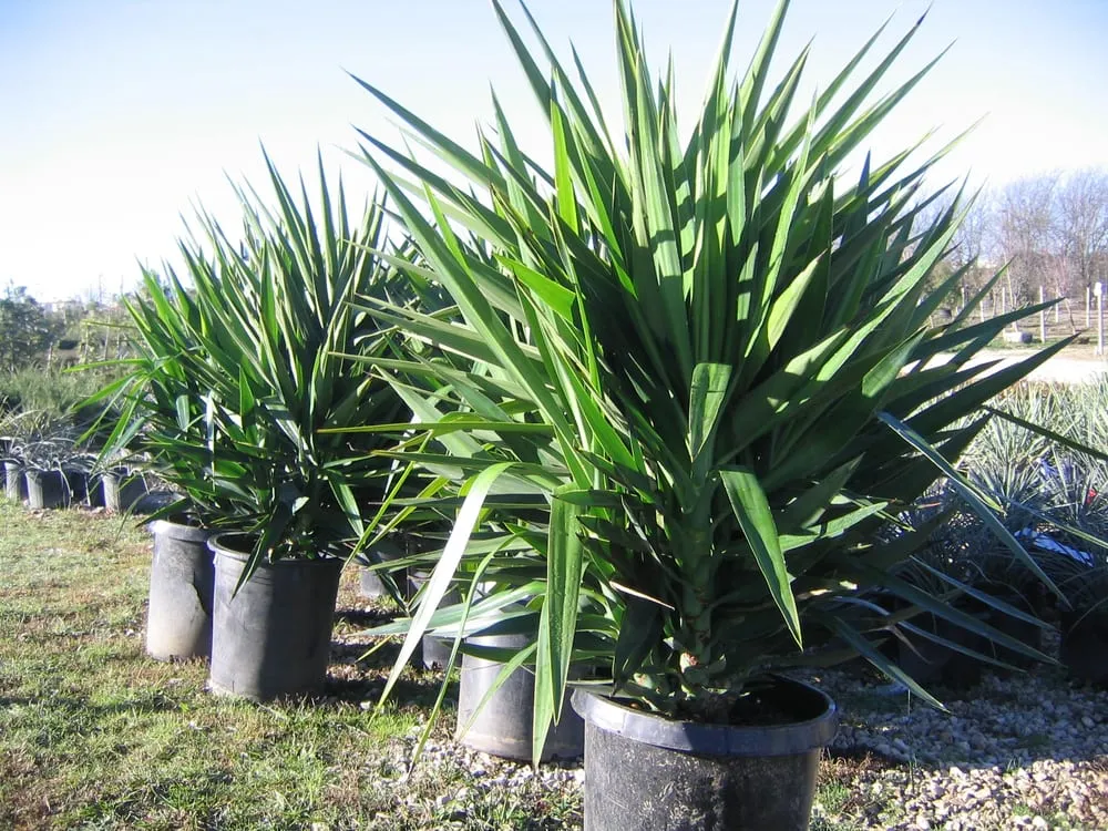 Professional yard cleanup service for outdoor upgrades in Austin, TX by Trees and Palms