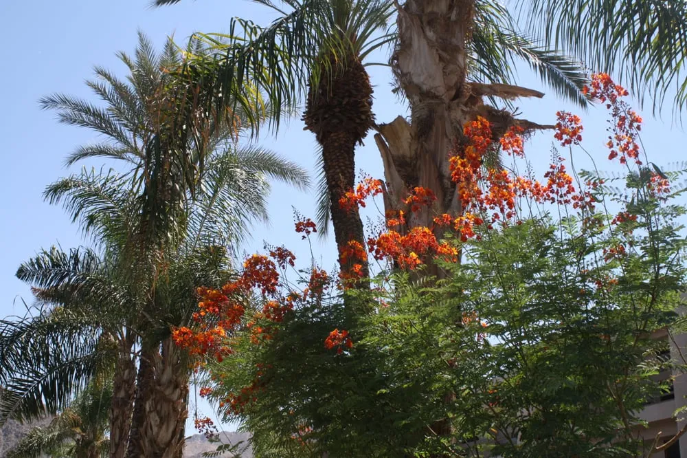 Reliable garden landscaping for outdoor upgrades across Austin, TX - Trees and Palms