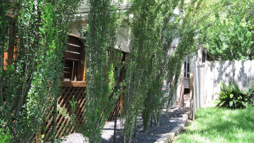 Reliable lawn mowing service experts serving Austin, TX - Trees and Palms