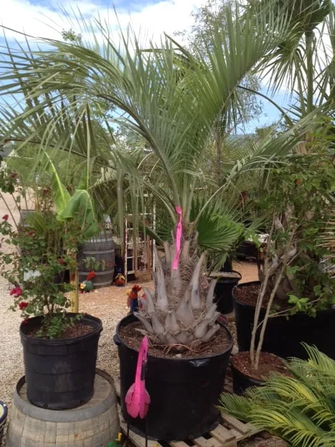 Professional landscape installation with custom design across Austin, TX - Trees and Palms
