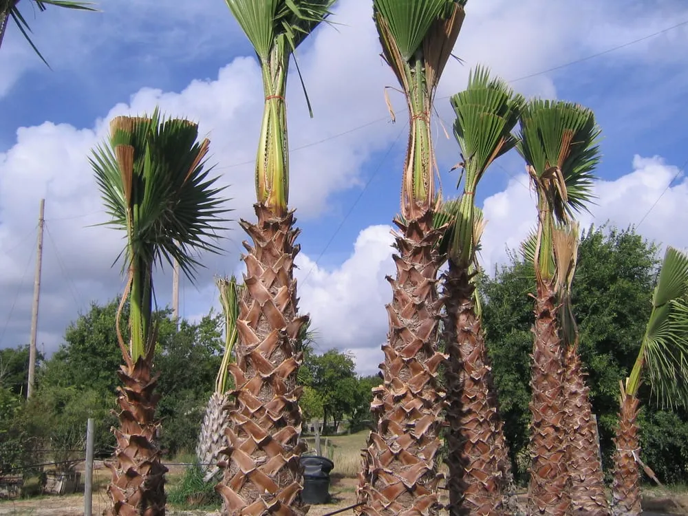 Expert garden landscaping experts serving Austin, TX - Trees and Palms