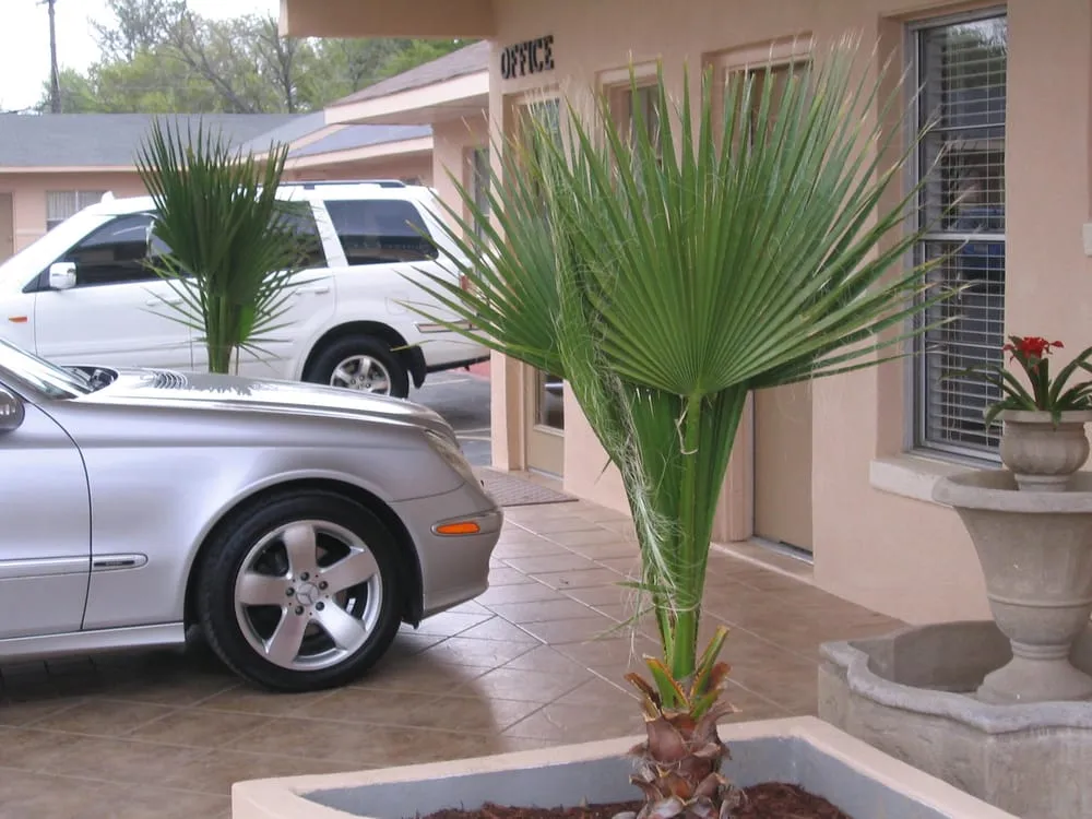 Affordable landscape design in Austin, TX - Trees and Palms
