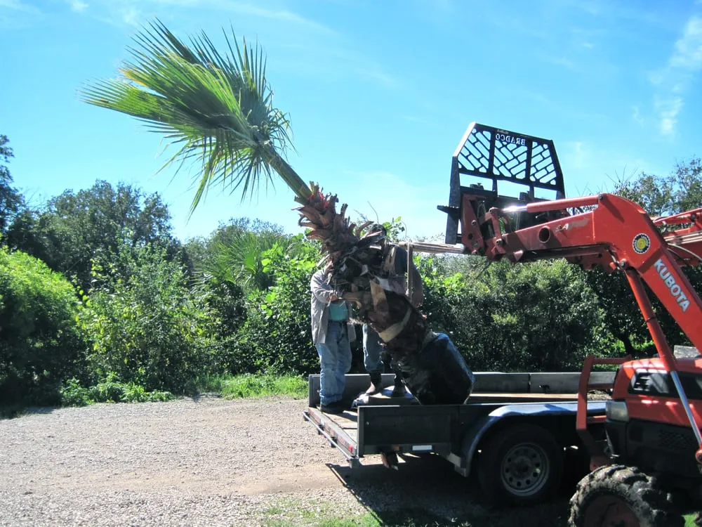 Reliable residential landscaping in Austin, TX - Trees and Palms
