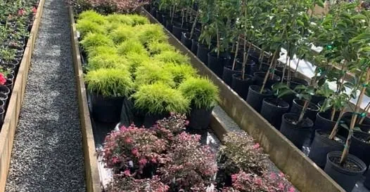Reliable yard maintenance in Salisbury, NC by Trees and Plants Nursery and Garden Center
