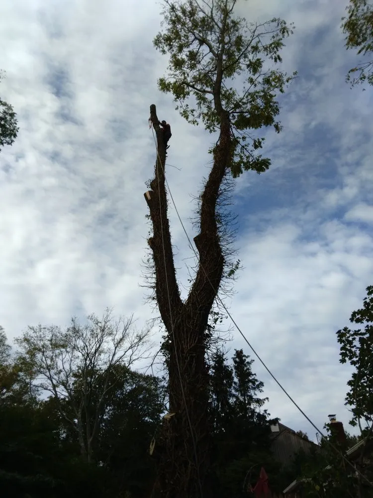 Trusted lawn mowing service experts serving Wading River, NY - Trees Are Us