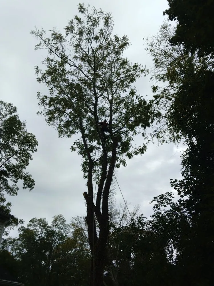 Affordable landscape design for outdoor upgrades in Wading River, NY by Trees Are Us