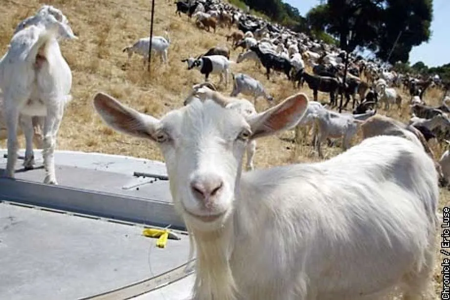 Reliable garden landscaping in Orinda, CA by Trees, Bugs, Dirt