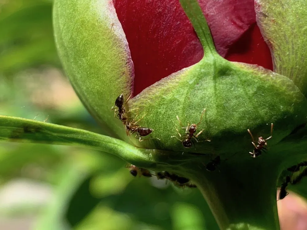 Professional landscaping services in Orinda, CA - Trees, Bugs, Dirt