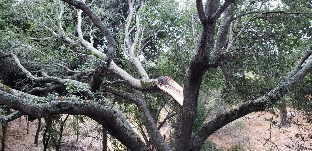 Custom yard maintenance in Orinda, CA by Trees, Bugs, Dirt