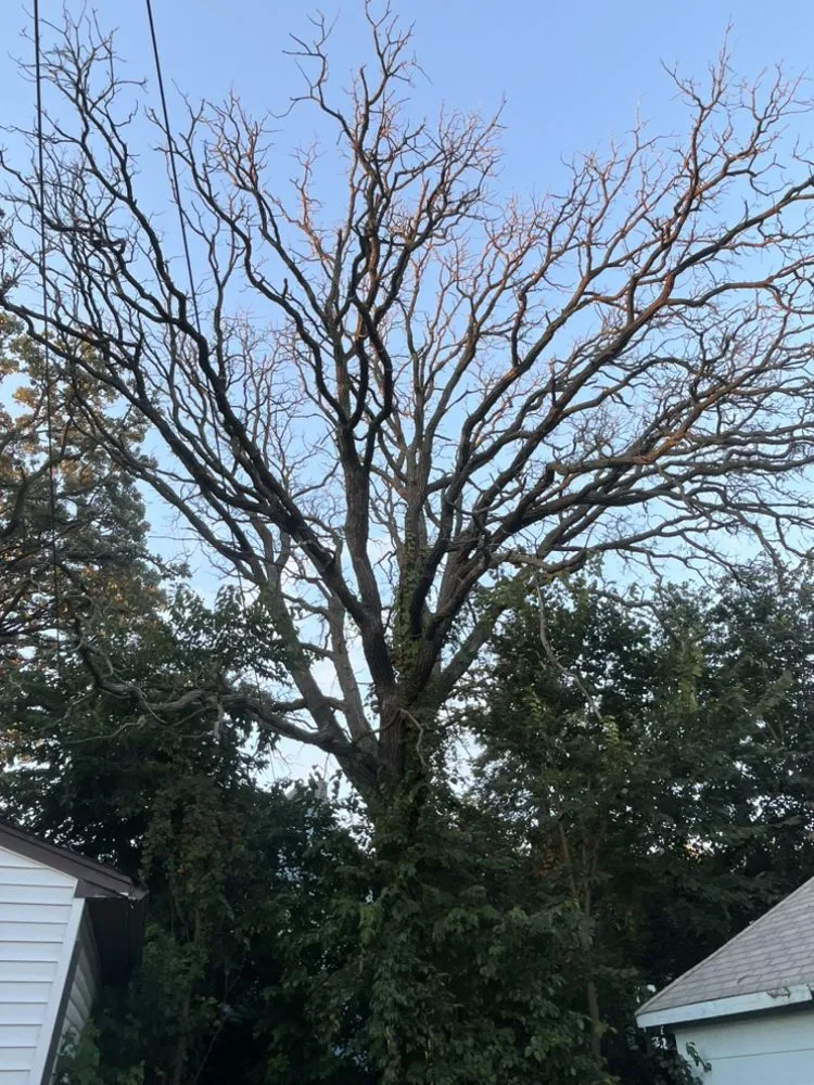 Professional landscape installation for beautiful yards across Saint Paul, MN - Trees Care and Landscape