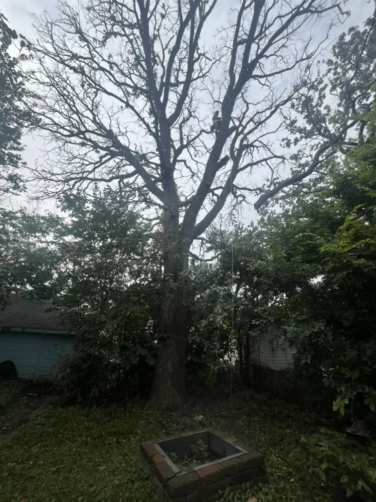 Trusted landscaping services in Saint Paul, MN by Trees Care and Landscape