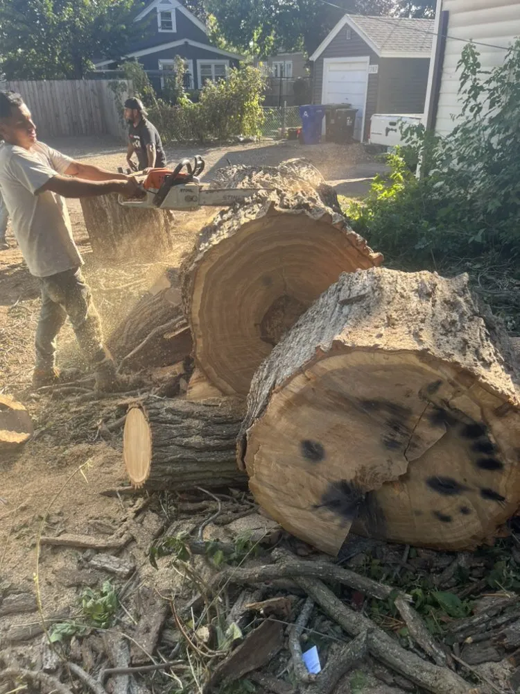 Top-rated yard maintenance in Saint Paul, MN by Trees Care and Landscape