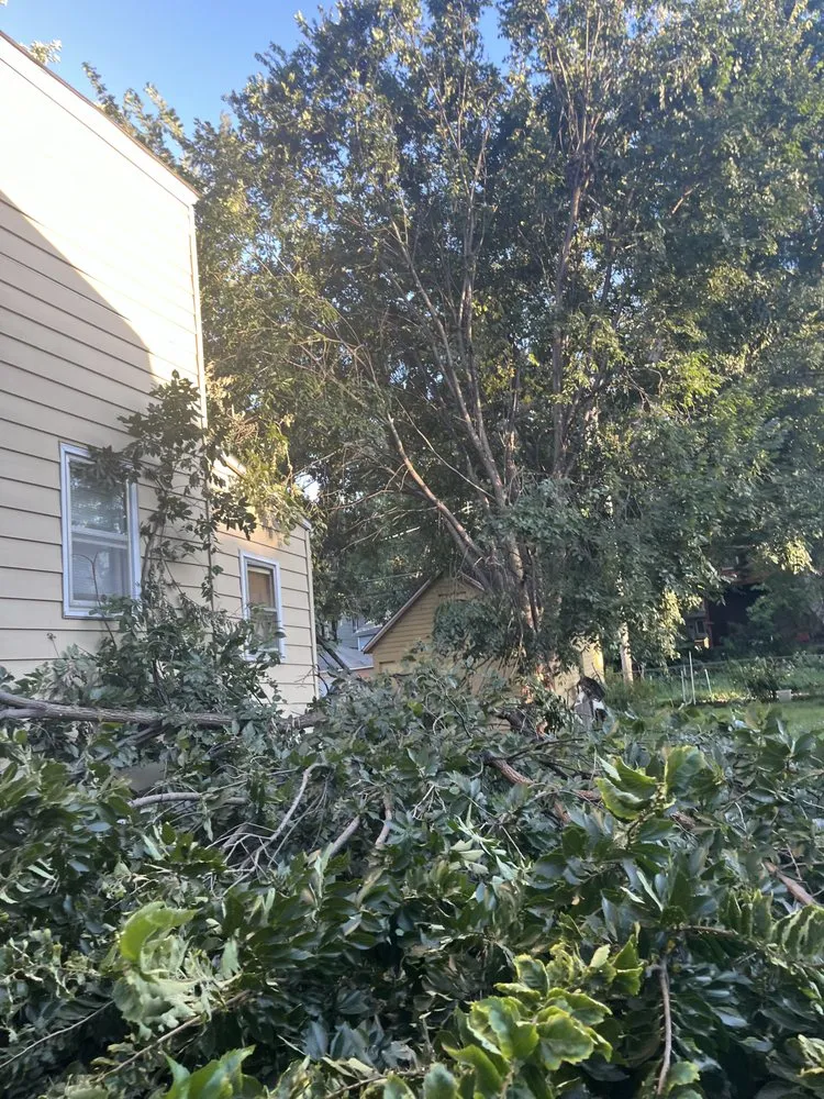 Reliable yard cleanup service for year-round maintenance in Saint Paul, MN by Trees Care and Landscape