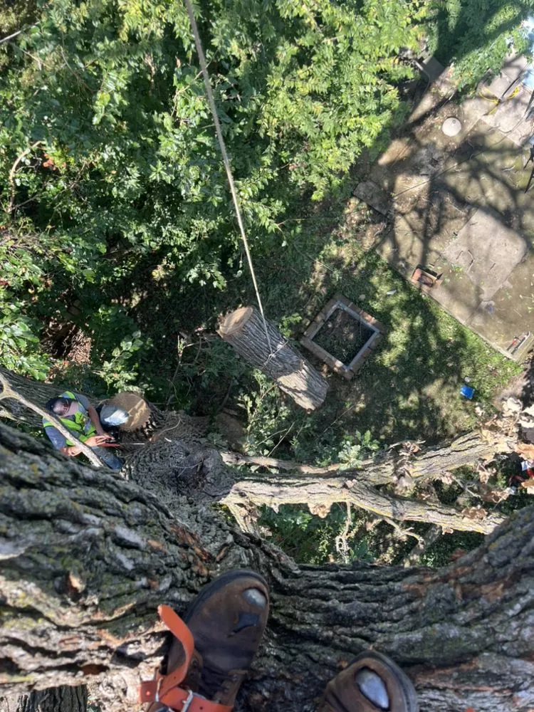 Affordable landscape design for homes in Saint Paul, MN by Trees Care and Landscape