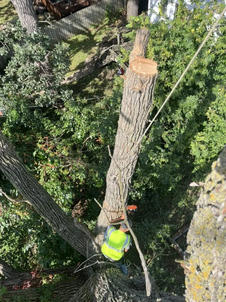 Affordable outdoor landscaping experts serving Saint Paul, MN - Trees Care and Landscape