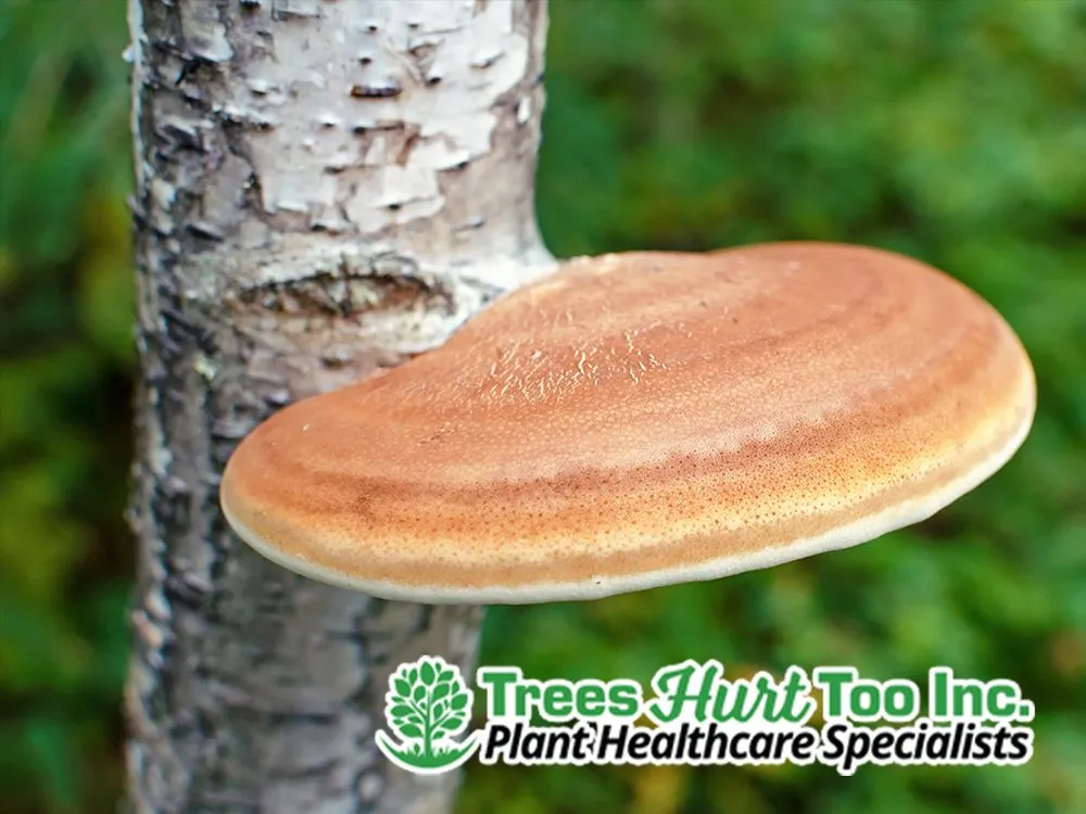 Top-rated landscape design in Forest Hill, TX by Trees Hurt Too