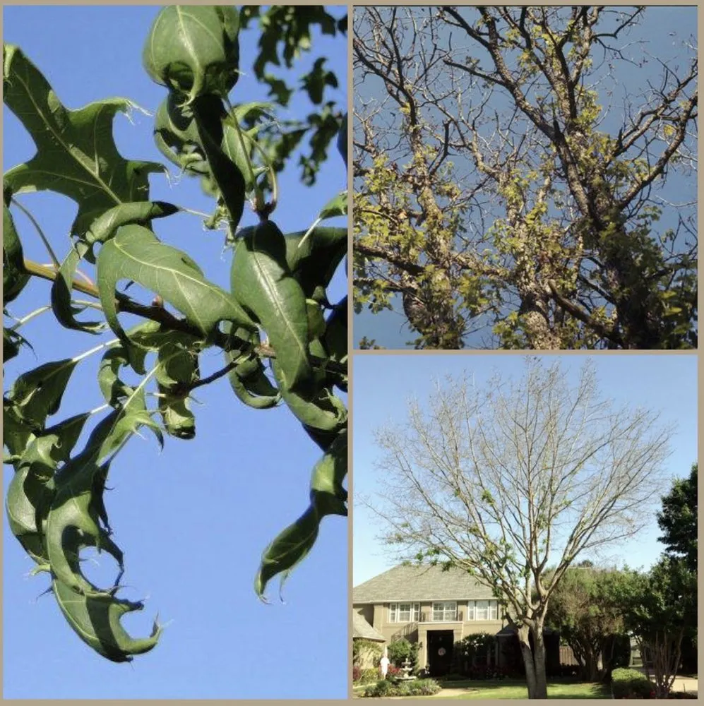 Top-rated yard maintenance for homes across Forest Hill, TX - Trees Hurt Too