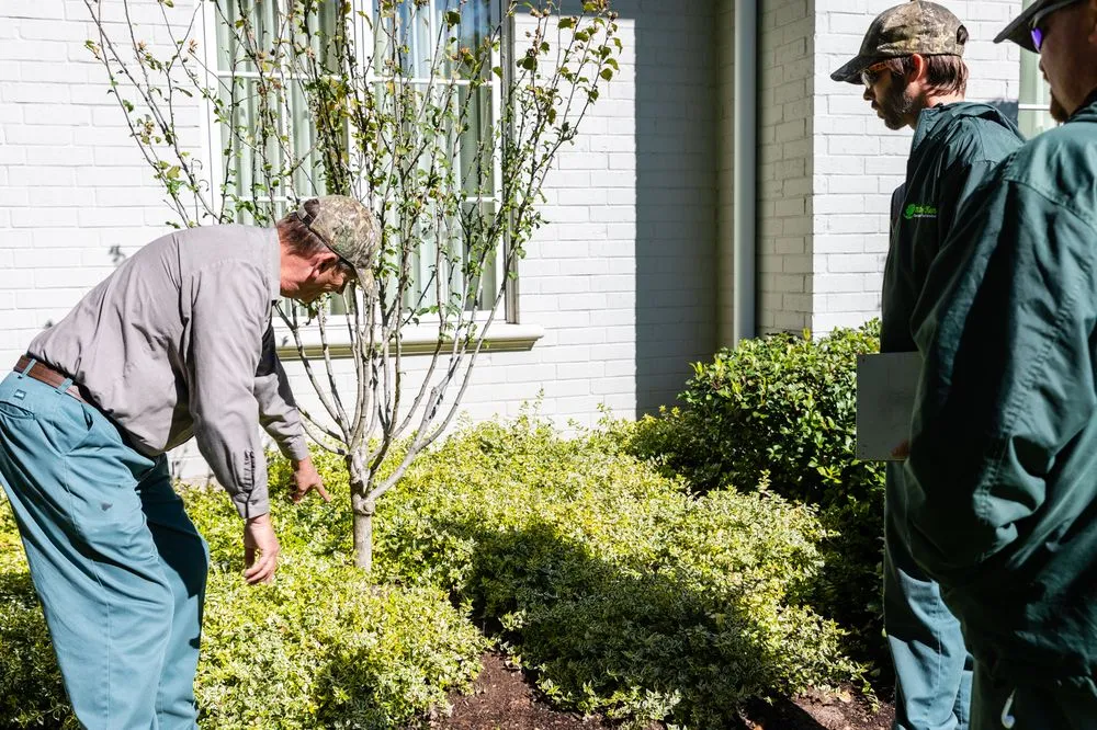 Local residential landscaping experts serving Forest Hill, TX - Trees Hurt Too