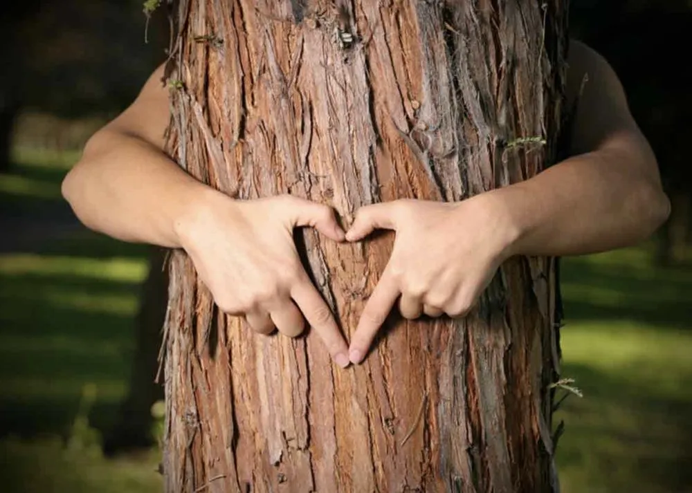 Trusted landscaping services for beautiful yards in Forest Hill, TX by Trees Hurt Too