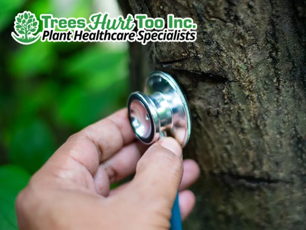 Local yard cleanup service for year-round maintenance across Forest Hill, TX - Trees Hurt Too