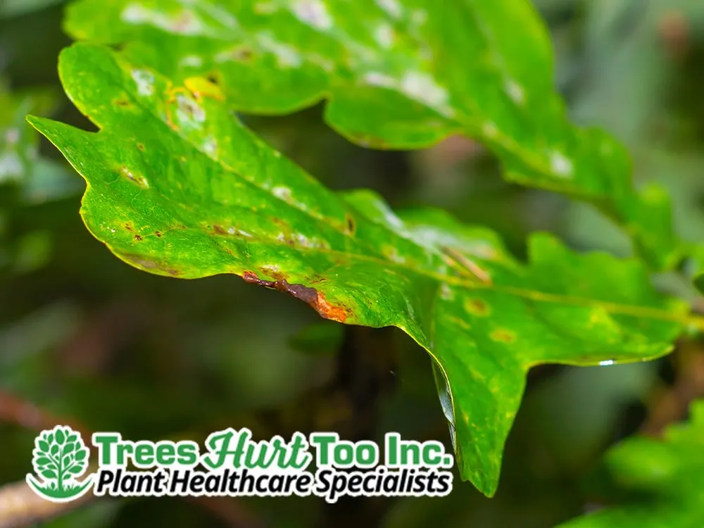 Top-rated landscape installation for homes across Forest Hill, TX - Trees Hurt Too