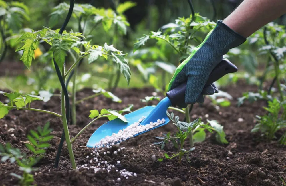 Expert yard cleanup service in Forest Hill, TX by Trees Hurt Too