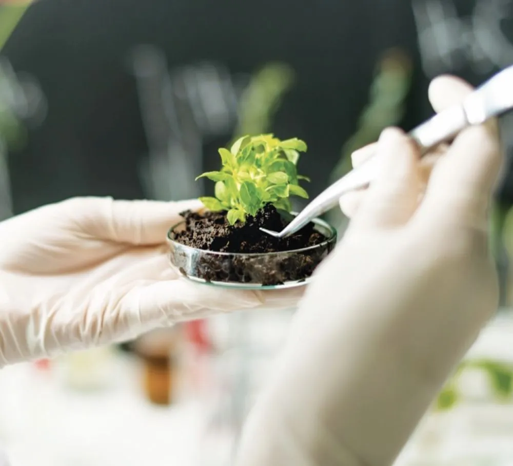 Reliable landscape design for residential properties in Forest Hill, TX by Trees Hurt Too