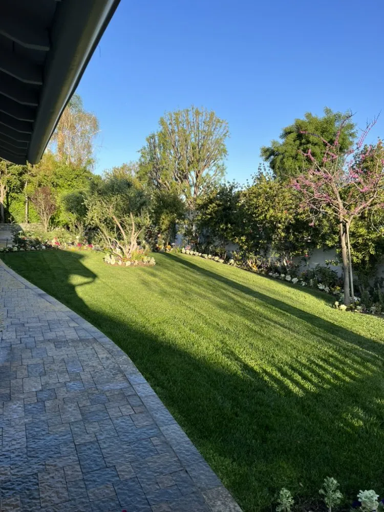 Professional yard cleanup service in Culver City, CA by Trees Landscape