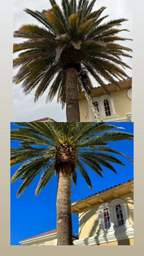 Reliable yard cleanup service for homes across Culver City, CA - Trees Landscape