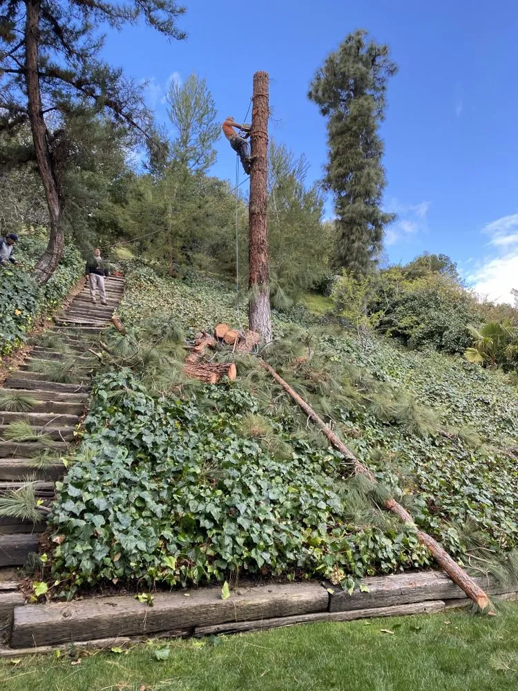 Reliable garden landscaping in Culver City, CA by Trees Landscape