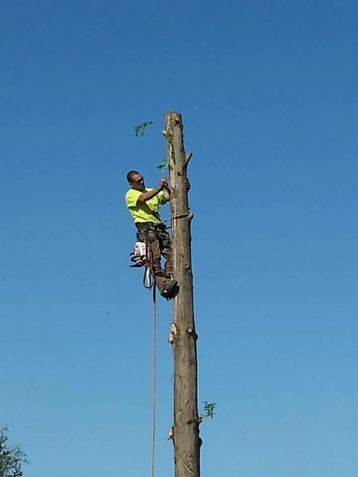 Professional residential landscaping for year-round maintenance across Stockton, CA - Trees N More