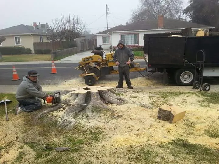 Affordable landscape design with custom design across Stockton, CA - Trees N More