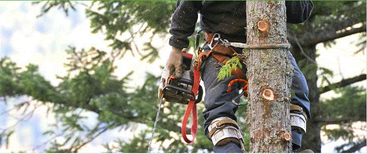 Professional landscaping services experts serving Stockton, CA - Trees N More