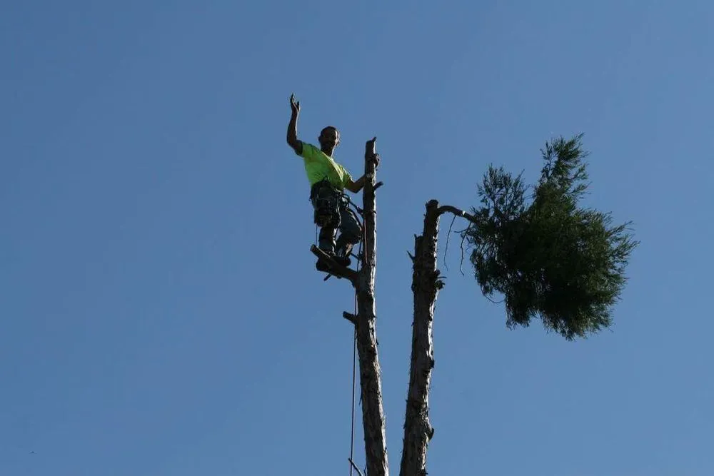 Professional yard cleanup service for homes in Stockton, CA by Trees N More