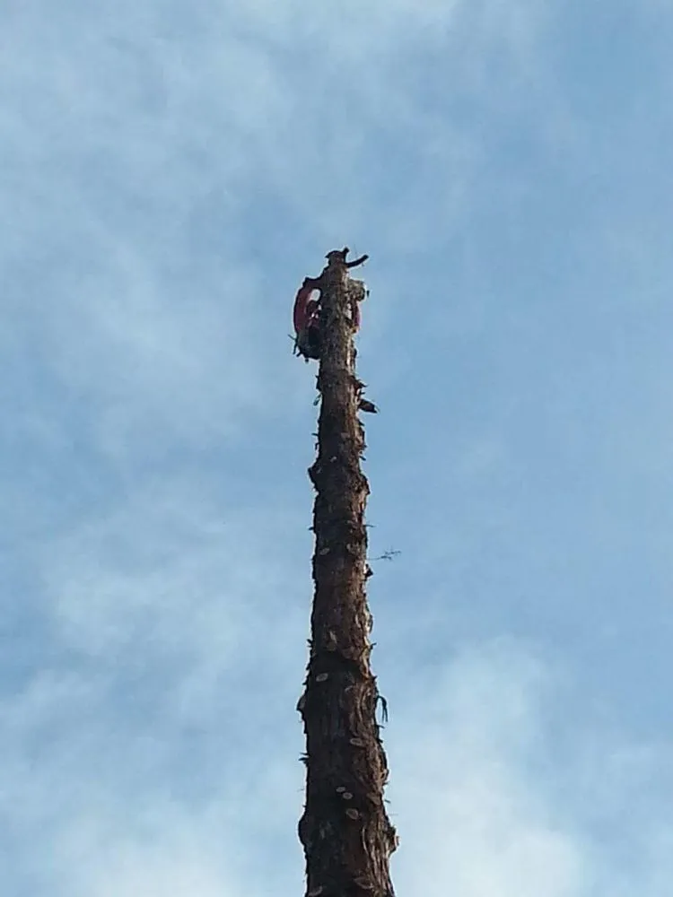 Trusted landscape installation in Stockton, CA - Trees N More