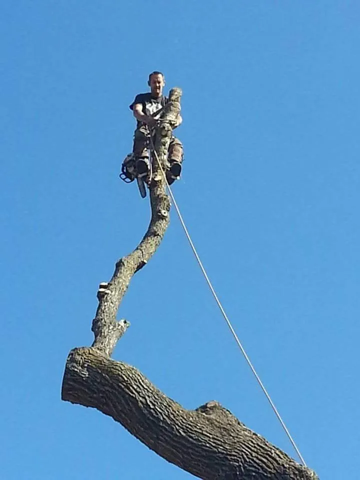 Local lawn care service for residential properties in Stockton, CA by Trees N More