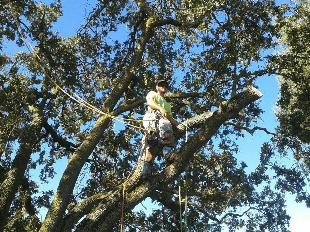 Affordable landscape installation with custom design across Stockton, CA - Trees N More