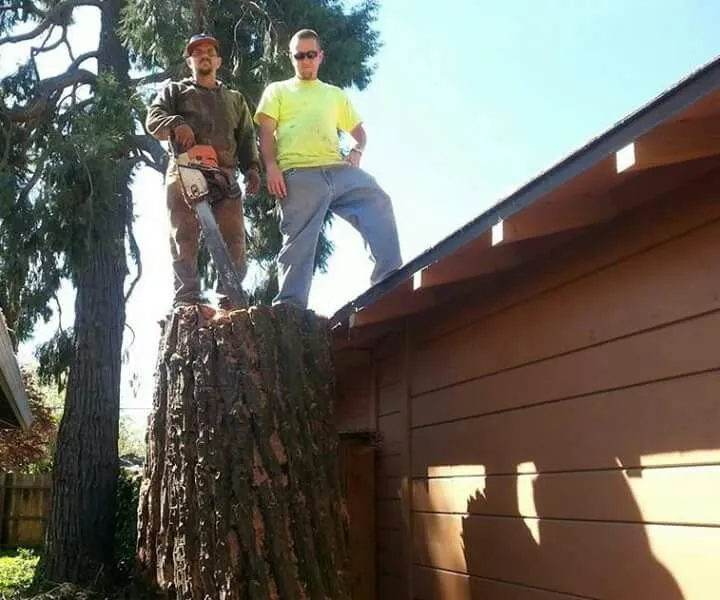 Top-rated lawn mowing service for year-round maintenance across Stockton, CA - Trees N More