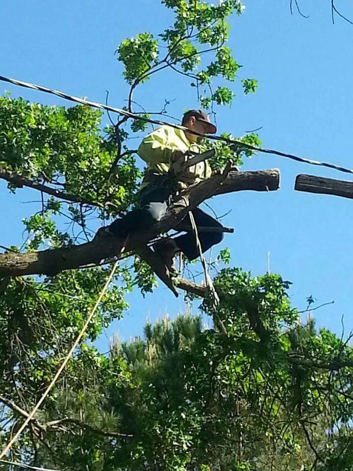 Local yard cleanup service for beautiful yards across Stockton, CA - Trees N More
