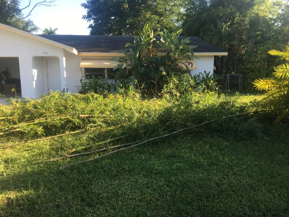Affordable yard cleanup service in Naples, FL - Trees N Stumps R Us