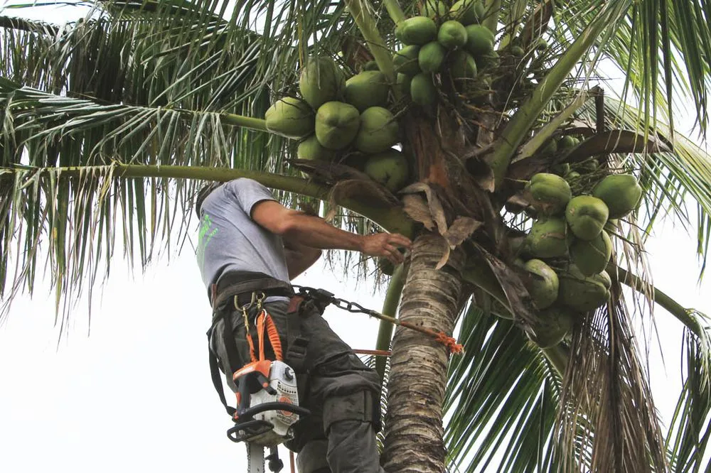 Expert yard cleanup service in Naples, FL by Trees N Stumps R Us