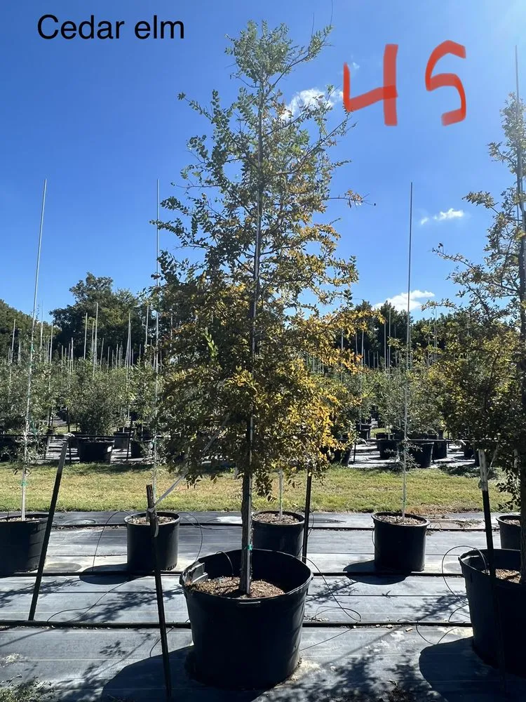 Reliable lawn mowing service for outdoor upgrades in Pflugerville, TX by Trees Please