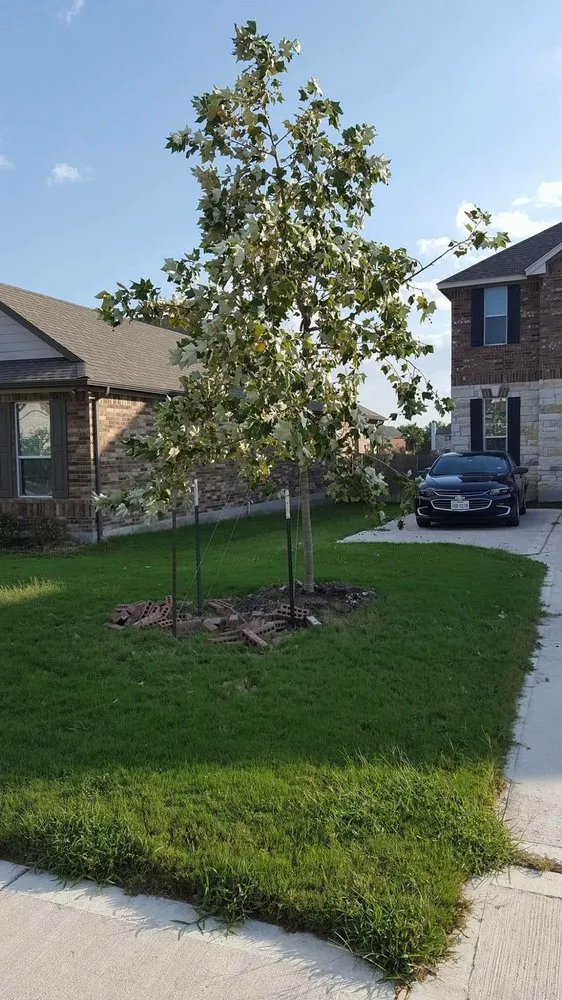Reliable yard cleanup service for homes in Pflugerville, TX by Trees Please