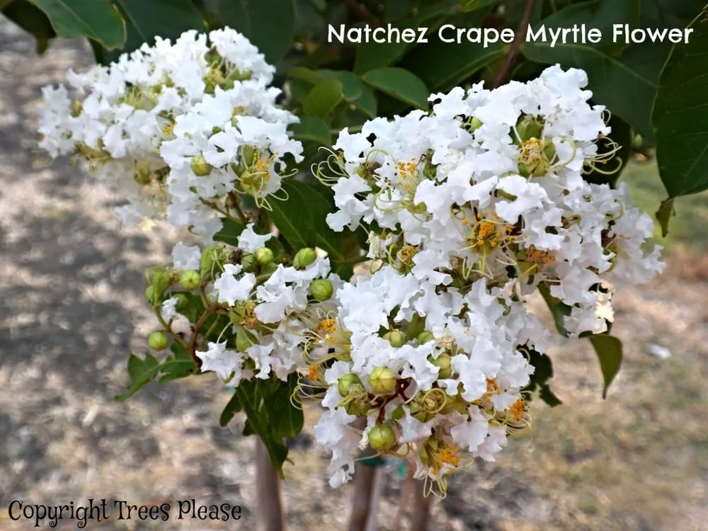 Affordable landscaping services near you in Pflugerville, TX by Trees Please