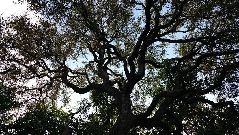 Local landscaping services near you across Pflugerville, TX - Trees Please