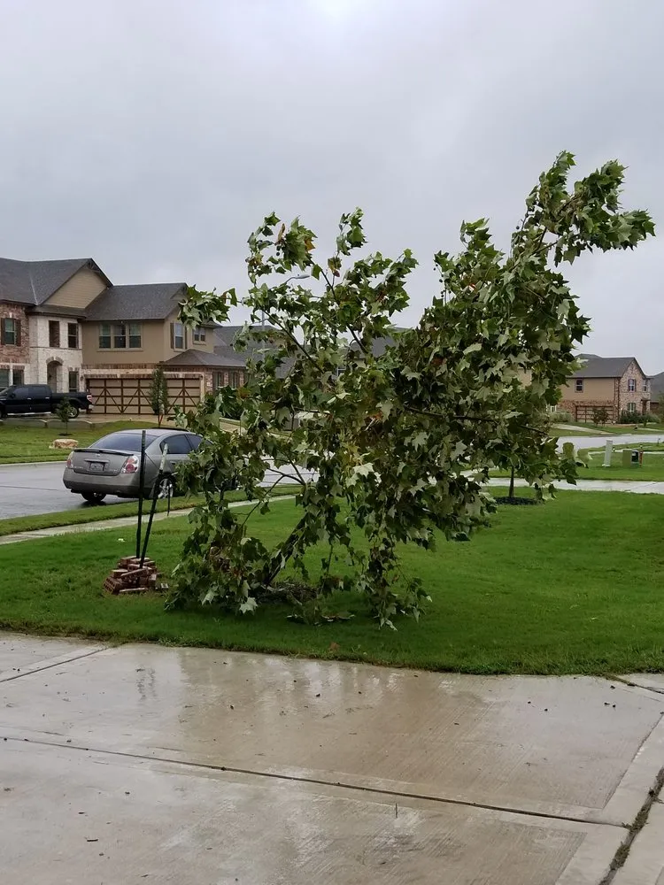 Affordable yard maintenance in Pflugerville, TX - Trees Please
