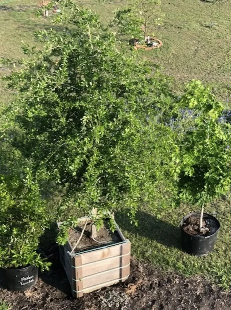 Trusted yard maintenance for homes across Pflugerville, TX - Trees Please