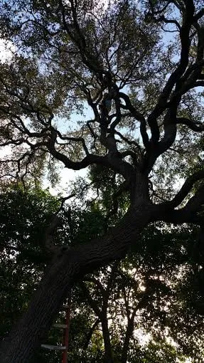 Trusted yard maintenance for outdoor upgrades across Pflugerville, TX - Trees Please