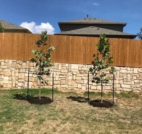 Affordable residential landscaping experts serving Pflugerville, TX - Trees Please